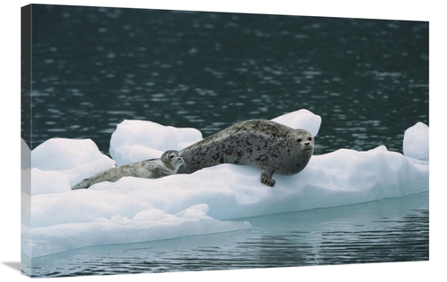Global Gallery GCS-452541-2436-142 24 x 36 in. Harbor Seal Mother & Pu