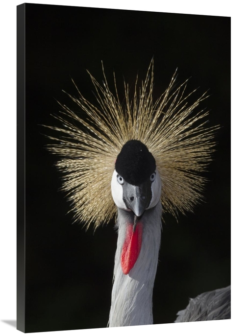Global Gallery GCS-398141-2436-142 24 x 36 in. Grey Crowned Crane,
