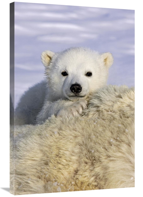 Global Gallery GCS-395800-2436-142 24 x 36 in. Polar Bear Cub Peeking 