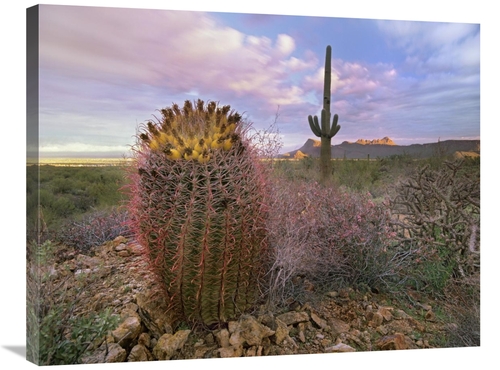 24 x 32 in. Saguaro & Giant Barrel Cactus, Saguaro National Park&#