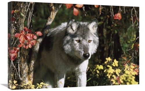 Global Gallery GCS-453318-2030-142 20 x 30 in. Timber Wolf Portrait&#4