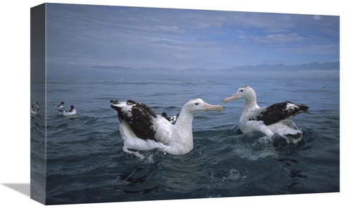 Global Gallery GCS-451785-1218-142 12 x 18 in. Antipodean Albatross Pa