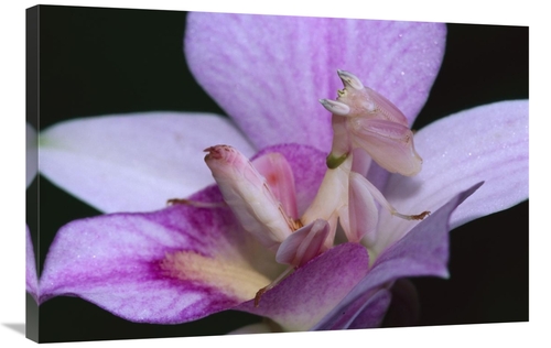 Global Gallery GCS-397665-2436-142 24 x 36 in. Orchid Mantis Female Mi