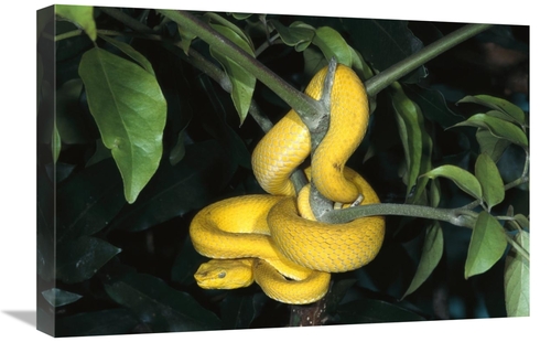 Global Gallery GCS-450821-1624-142 16 x 24 in. Vemonous Mcgregors Pit 