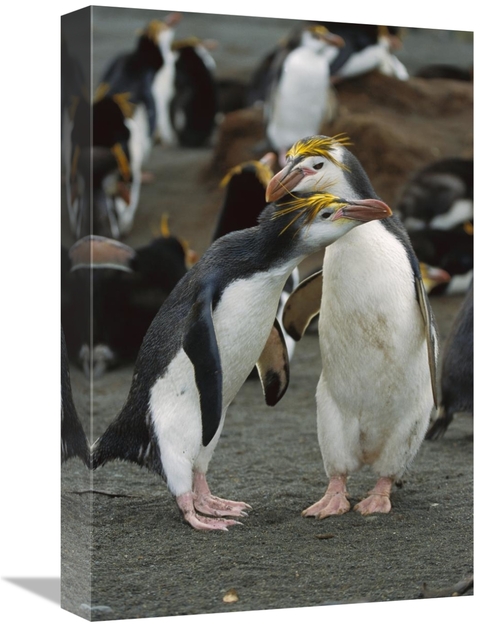Global Gallery GCS-452444-1218-142 12 x 18 in. Royal Penguin Pair,