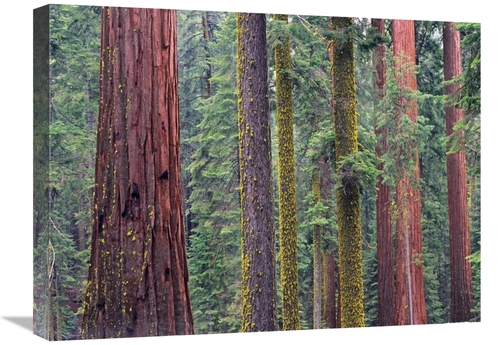 Global Gallery GCS-452267-1824-142 18 x 24 in. Coast Redwood Trees&#44