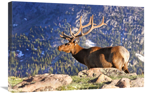 Global Gallery GCS-486548-30-142 30 in. Velvet Above the Timberline Ar
