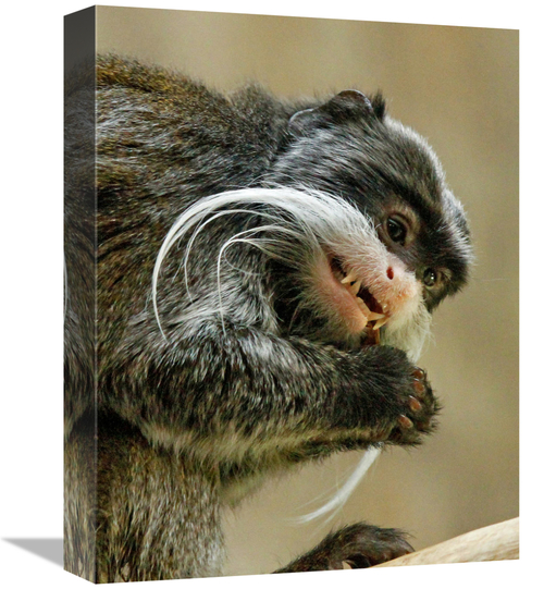 Global Gallery GCS-486557-16-142 16 in. Emperor Tamarin Art Print - Vi
