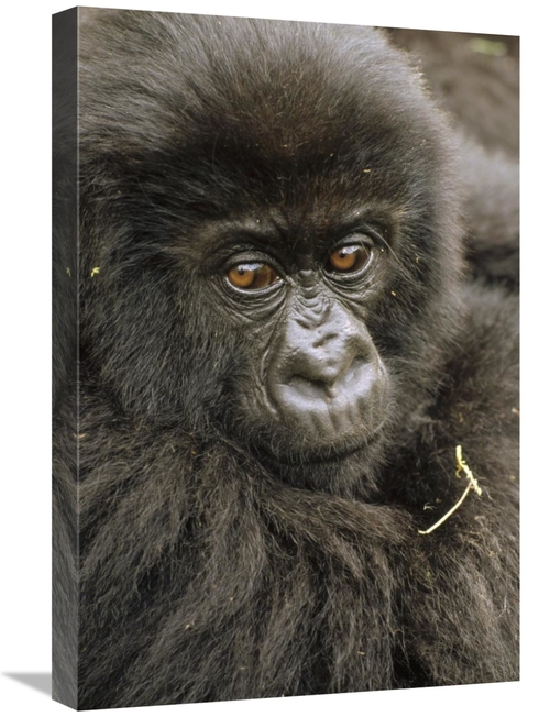 Global Gallery GCS-452787-1624-142 16 x 24 in. Mountain Gorilla Juveni