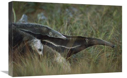 Global Gallery GCS-451579-1624-142 16 x 24 in. Giant Anteater Carrying