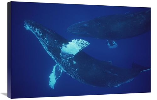 Global Gallery GCS-450792-2436-142 24 x 36 in. Humpback Whale Singer &