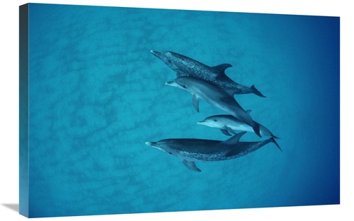 Global Gallery GCS-450693-2030-142 20 x 30 in. Atlantic Spotted Dolphi