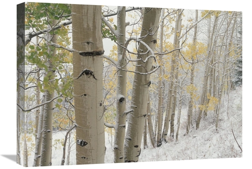 Global Gallery GCS-396379-1824-142 18 x 24 in. Aspens with Snow, G