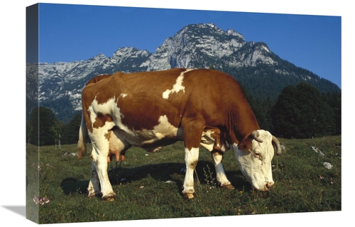 Global Gallery GCS-453364-22-142 22 in. Cow Grazing in Field in Bercht