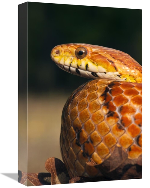 Global Gallery GCS-397913-1218-142 12 x 18 in. Cornsnake, Native t