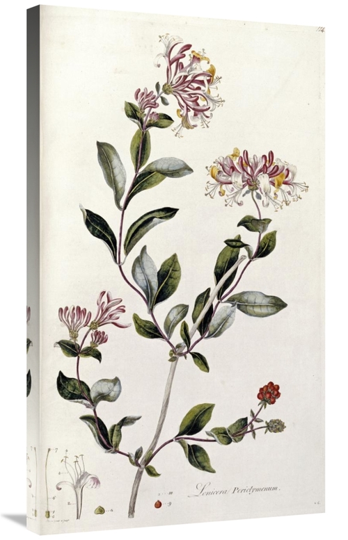 Global Gallery GCS-266137-36-142 36 in. A Colour Plate from Curtis Flo