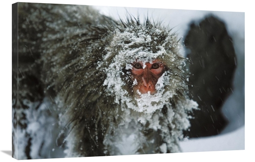 Global Gallery GCS-452600-2436-142 24 x 36 in. Japanese Macaque Covere