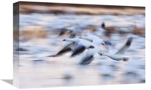 Global Gallery GCS-452615-1218-142 12 x 18 in. Snow Goose Flock Flying