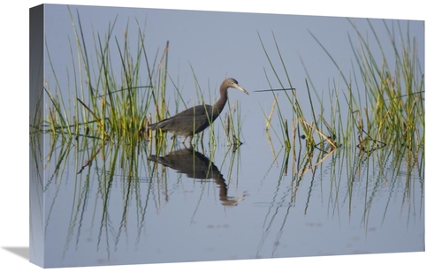 Global Gallery GCS-453331-1624-142 16 x 24 in. Little Blue Heron Wadin