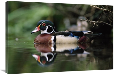 Global Gallery GCS-396198-2436-142 24 x 36 in. Wood Duck on Water,