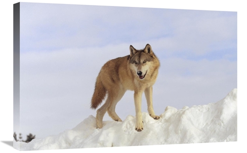 Global Gallery GCS-451961-2030-142 20 x 30 in. Timber Wolf Standing At
