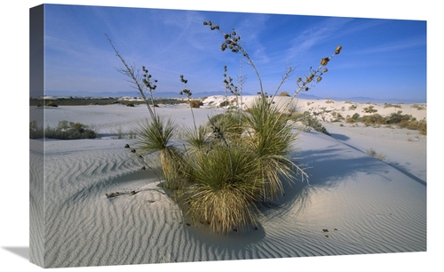 Global Gallery GCS-452621-1624-142 16 x 24 in. Soaptree Yucca in Gypsu