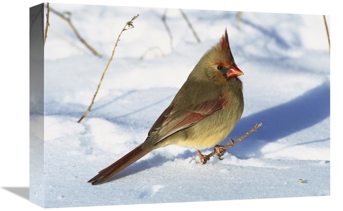 Global Gallery GCS-453299-1218-142 12 x 18 in. Northern Cardinal Femal
