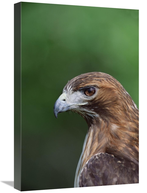 16 x 24 in. Red-Tailed Hawk Portrait, North America Art Print - Ko