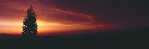 Panoramic Images PPI146681L Silhouette of tree at sunset  Anza Borrego