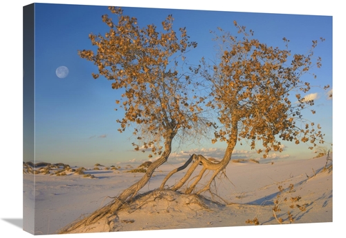 Global Gallery GCS-452082-1824-142 18 x 24 in. Fremont Cottonwood Tree