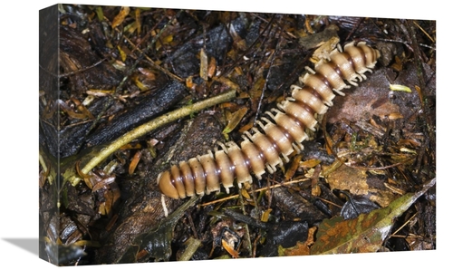Global Gallery GCS-452670-1218-142 12 x 18 in. Millipede in Lowland Ra