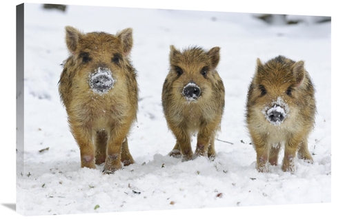 24 x 36 in. Three Wild Boar Piglets, Melle Lower, Saxony, 
