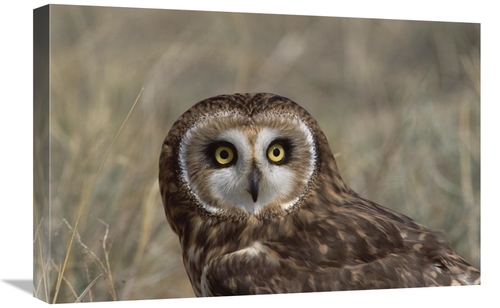 Global Gallery GCS-452352-1624-142 16 x 24 in. Short-Eared Owl Portrai