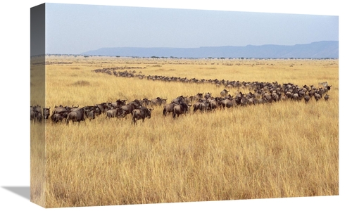 Global Gallery GCS-452968-1218-142 12 x 18 in. Blue Wildebeest Herd Mi