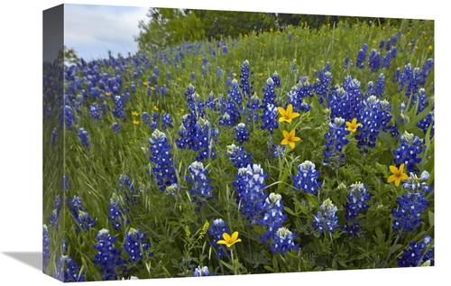 Global Gallery GCS-396754-1216-142 12 x 16 in. Bluebonnet & Texas Yell