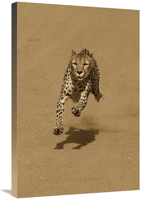 Global Gallery GCS-453664-2030-142 20 x 30 in. Cheetah Running, Na