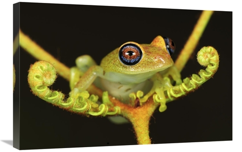 Global Gallery GCS-397661-2030-142 20 x 30 in. Green Bright-Eyed Frog 