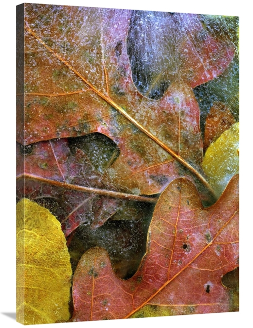 Global Gallery GCS-452228-36-142 36 in. Frozen Autumn Leaves, Nort