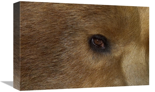 Global Gallery GCS-450892-1218-142 12 x 18 in. Grizzly Bear Portrait&#