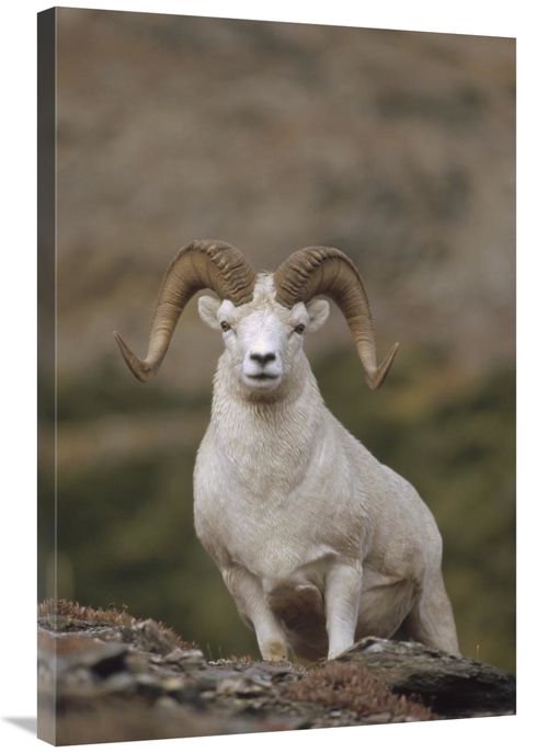 Global Gallery GCS-451891-2436-142 24 x 36 in. Dalls Sheep Ram on Rock