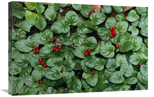 Global Gallery GCS-398539-2030-142 20 x 30 in. Madder Fruiting, Ba