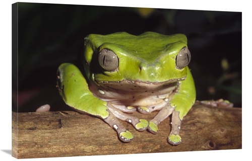 Global Gallery GCS-452733-2436-142 24 x 36 in. Giant Monkey Frog Close