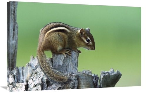 Global Gallery GCS-452558-2436-142 24 x 36 in. Eastern Chipmunk on Sna