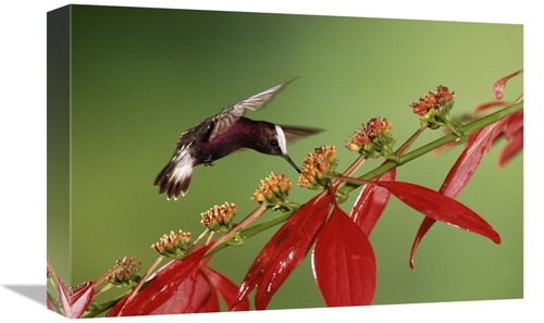 Global Gallery GCS-397245-1218-142 12 x 18 in. Snowcap A Hummingbird&#