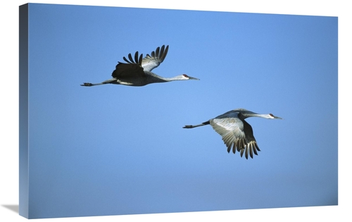 Global Gallery GCS-453284-2030-142 20 x 30 in. Sandhill Crane Pair Fly