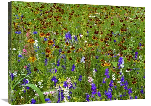 Global Gallery GCS-452170-2432-142 24 x 32 in. Delphinium & Mexican Ha