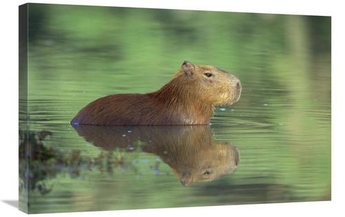Global Gallery GCS-452523-2030-142 20 x 30 in. Capybara Wading, Pa