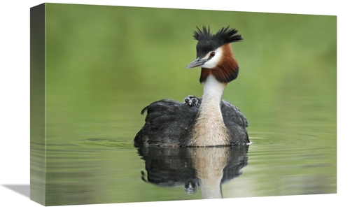 Global Gallery GCS-397465-1218-142 12 x 18 in. Great Crested Grebe wit
