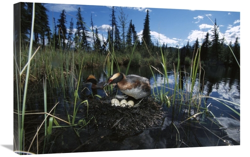 Global Gallery GCS-451917-2030-142 20 x 30 in. Horned Grebe Pair At Ne