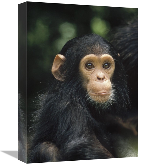 Global Gallery GCS-452774-1216-142 12 x 16 in. Chimpanzee Baby Portrai